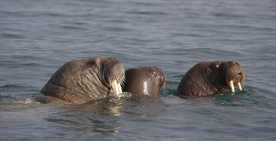 Walrus females in water