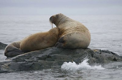 Walrus female and juvenile OZ9W5759