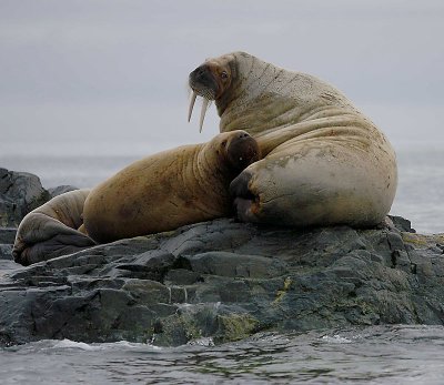 Walrus female and juvenile OZ9W5765