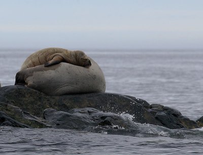 Walrus female and her pup OZ9W5775
