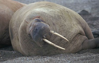 Walrus female 2