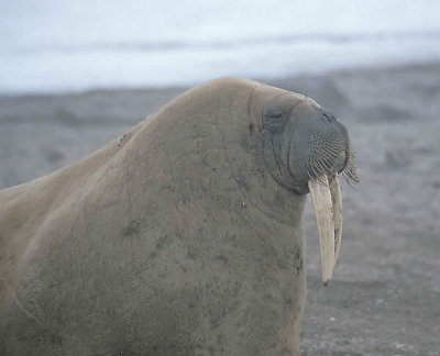 Walrus mostly females on land