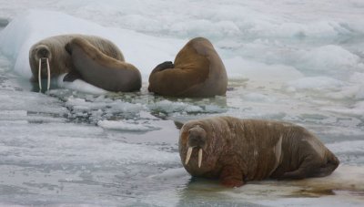 Walrus male female and young OZ9W3290