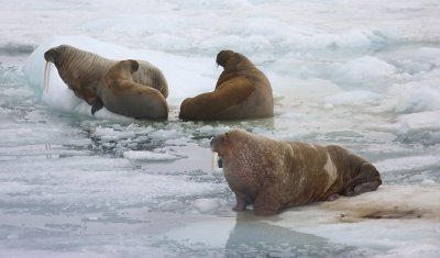 Walrus male female and young OZ9W3295