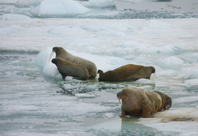 Walrus male female and young OZ9W3296