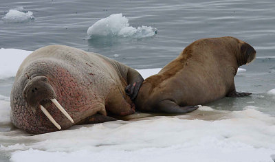 Walrus male with immature OZ9W8308