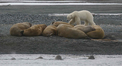 Walrus haulout with Polar Bear Z9W5829