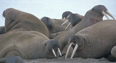 Walrus haulout immatures 1