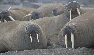 Walrus haulout immatures 2