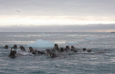 Walrus group in water OZ9W0431