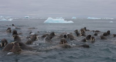 Walrus group in water OZ9W0452