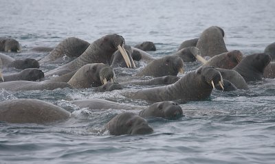 Walrus group in water OZ9W0593