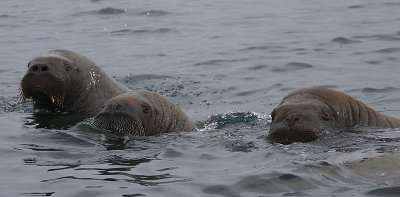 Walrus males in water