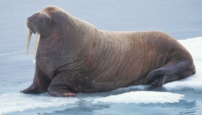 Walrus female on ice