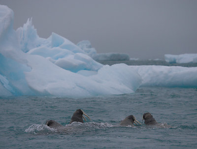 Walrus group near ice OZ9W7268