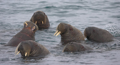 Walrus group in water OZ9W8815
