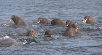 Walrus group in water OZ9W8836
