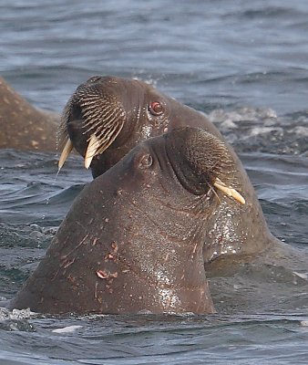 Walrus two immatures Svalbard