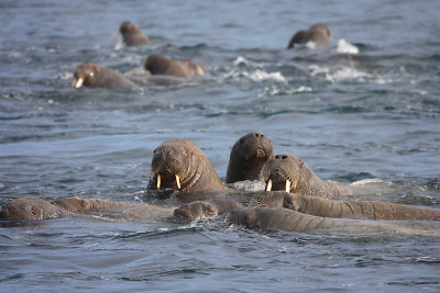 Walrus group in water OZ9W8839