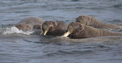 Walrus group in water OZ9W8840