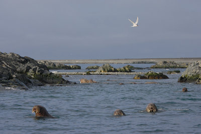 Walrus group in water OZ9W8841