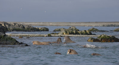 Walrus group in water OZ9W8842