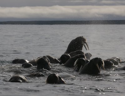 Walrus group in water Svalbard