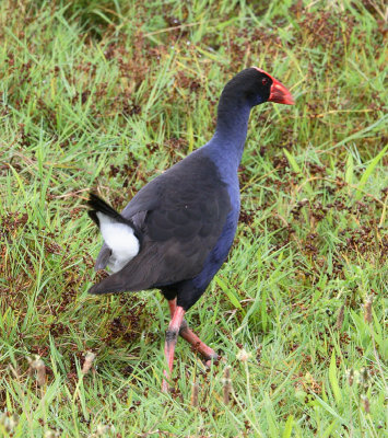 Pukeko OZ9W5448