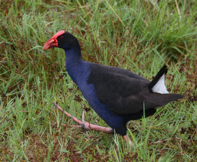 Pukeko OZ9W5453