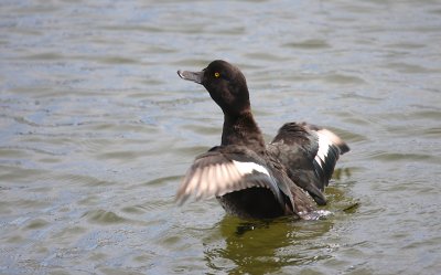 New Zeland Scaup male OZ9W6461