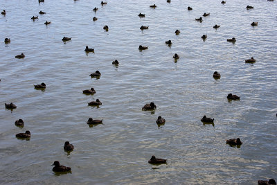 New Zeland Scaup males OZ9W6468