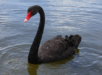 Black Swan adult OZ9W6479