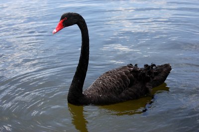 Black Swan adult OZ9W6481