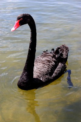 Black Swan adult