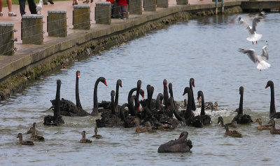 Black Swans OZ9W6501