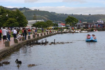 Black Swans OZ9W6506