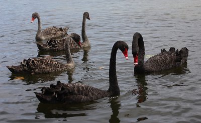 Black Swan family OZ9W6524