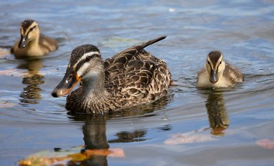 Mallard female with chicks