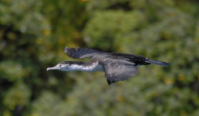 Pied Cormorant OZ9W2014