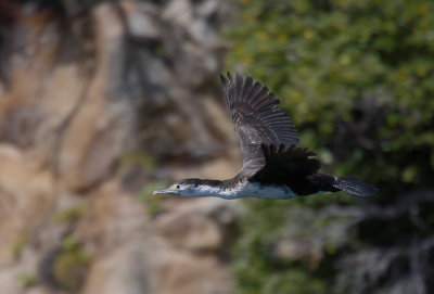 Pied Cormorant  OZ9W2017