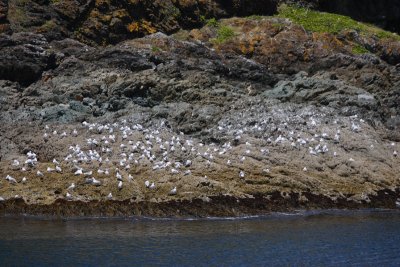 Red-billed Gulls OZ9W3871