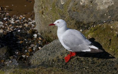 Red-billed Gull adult OZ9W3983