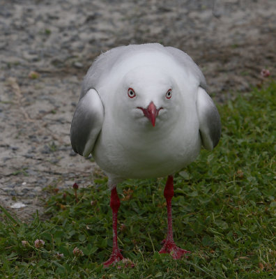 Red-billed Gull adult OZ9W5666