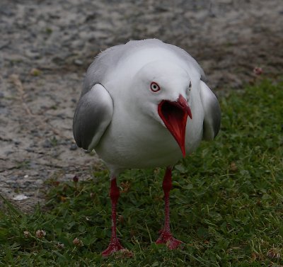 Red-billed Gull adult OZ9W5667