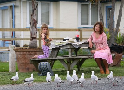 New Zeland Gulls OZ9W5678