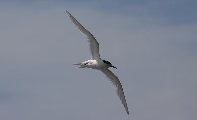 White-fronted Tern adult OZ9W7894