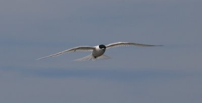 White-fronted Tern adult OZ9W7901