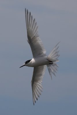 White-fronted Tern adult OZ9W7905