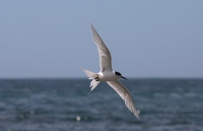 White-fronted Tern adult OZ9W7916