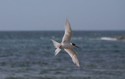 White-fronted Tern adult OZ9W7917